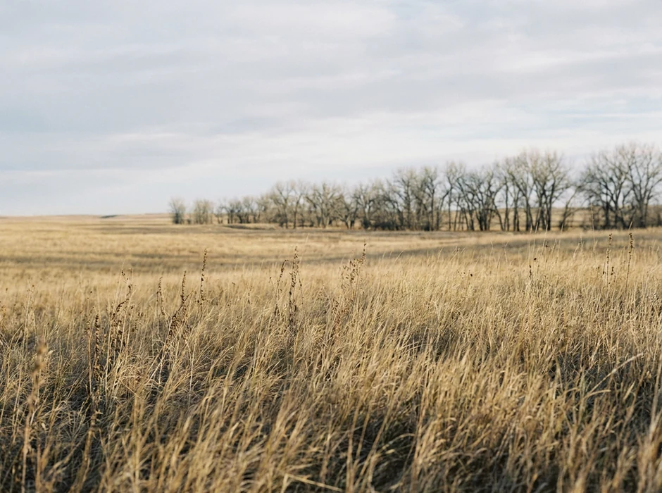 Prairie grassland with a row of cottonwood trees under winter light.